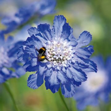 Scabieuse du Caucase Perfection Blue - Scabiosa caucasica