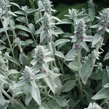 Graines de Stachys byzantina