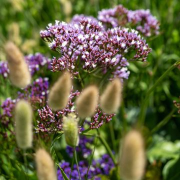 Limonium Sinuatum Forever Mixed