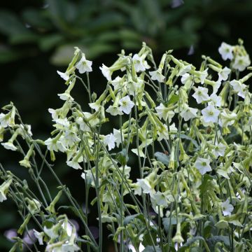 Nicotiana Langsdorffii 