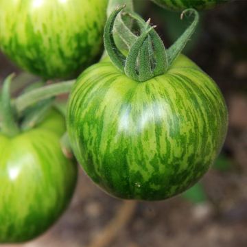 Tomate Big Rainbow Bio - Ferme de Sainte Marthe