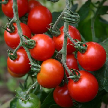 Tomate Gardeners Delight - Tomate-cerise