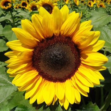 Tournesol Sunrich Orange F1 - Helianthus annuus