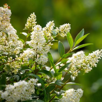 Graines de Troène commun - Ligustrum vulgare