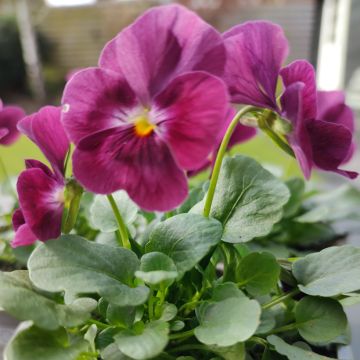 Violette cornue Admiration Viola cornuta