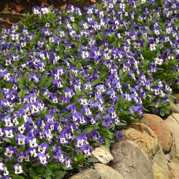 Violette cornue Admiration Viola cornuta