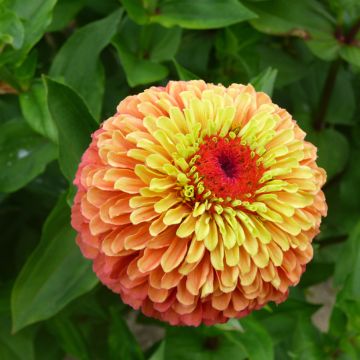Graines de Zinnia elegans Queeny Lime Orange