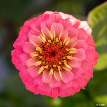 Zinnia Lilliput en mélange - Zinnia elegans Lilliput Mix
