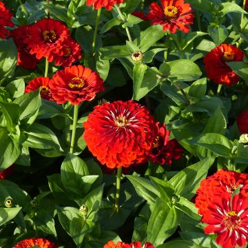 Graines de Zinnia elegans Scarlet Flame