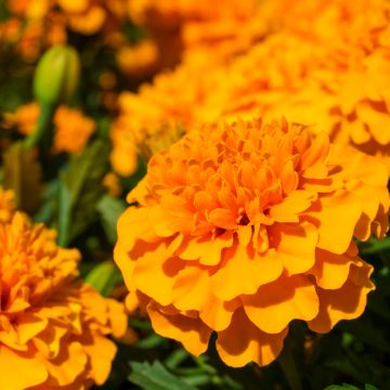Graines d'Oeillet d'Inde Alumia Vanilla Cream - Tagetes patula