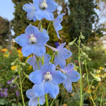 Graines de Delphinium grandiflorum Summer Blues 