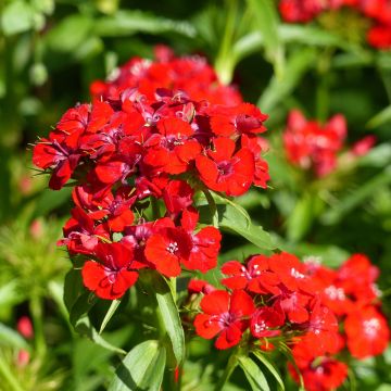 Graines d'Œillet de poète Etournelle Scarlet - Dianthus barbatus