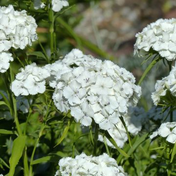 Graines d'Œillet de poète Etournelle White - Dianthus barbatus