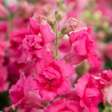 Graines de Muflier Royal Bride - Antirrhinum majus