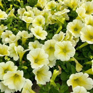 Petunia Grandiflora Limoncello F1 Hybrid 