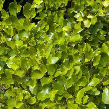 Griselinia littoralis - Griselinie du littoral