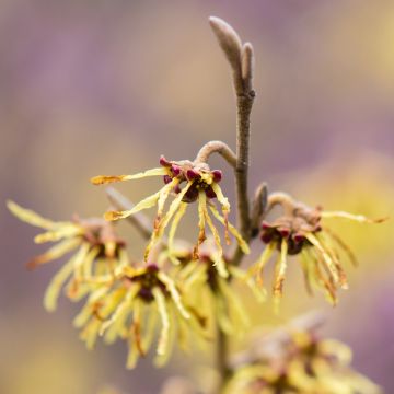 Hamamelis intermedia Arnold Promise - Noisetier de Sorcière