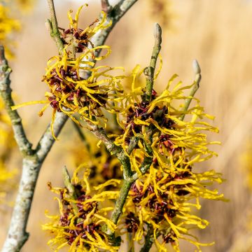 Hamamelis (x) intermedia Rubin - Noisetier de sorcière 