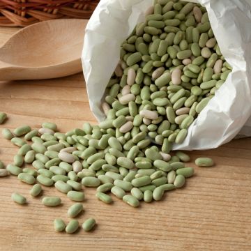 Haricot nain à écosser Flageolet Chevrier vert Flagrano