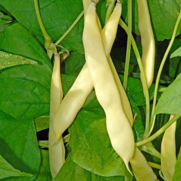 Haricot nain beurre sabre Serpedor