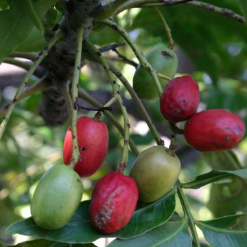 Cotinus Smokey Joe - Arbre à perruque nain.