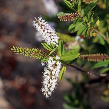 Hebe brachysiphon - Véronique arbustive.