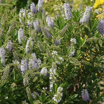 Hebe Wiri Image - Véronique arbustive