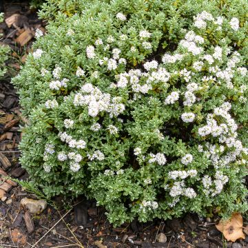 Hebe Blue Haze - Véronique arbustive