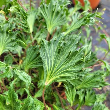 Lierre commun - Hedera helix Ivalace