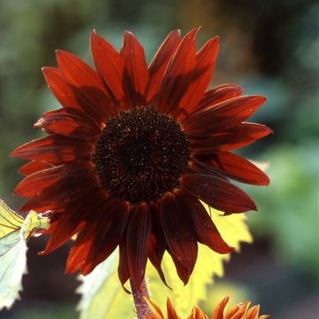 Graines de Tournesol Claret - Helianthus annuus x F1 Claret