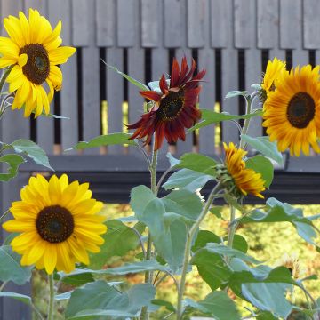 Tournesols à fleurs simples Evening Sun en mélange - Helianthus annuus
