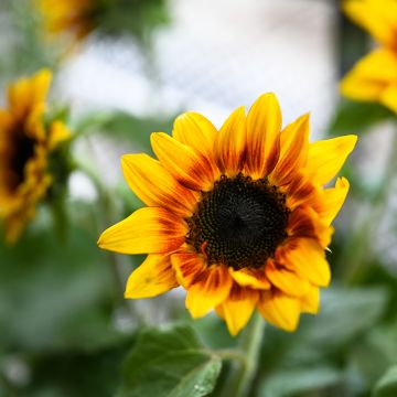 Tournesol Helios Flame 