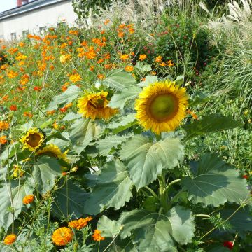 Tournesol nain Sunspot - Helianthus annuus