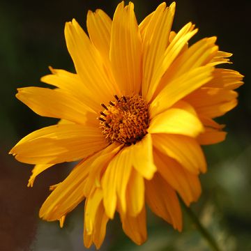 Heliopsis helianthoïdes Summer Sun - Héliopsis faux hélianthe 