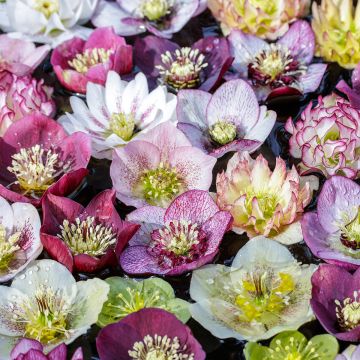 Hellebore Orientale en mélange