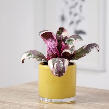 Hemigraphis Snow White