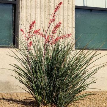 Hesperaloe parviflora Rubra - Yucca Rouge.