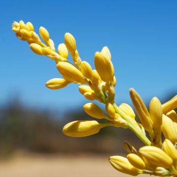 Hesperaloe parviflora Rubra - Yucca Rouge.