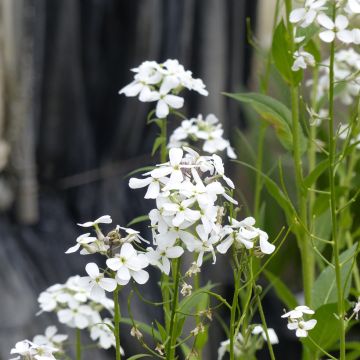 Graines de Julienne des Dames - Hesperis matronalis Alba