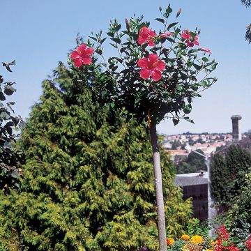 Hibiscus paramutabilis 
