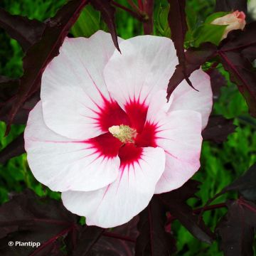 Hibiscus moscheutos Joli Coeur - Hibiscus des marais
