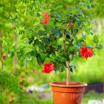 Hibiscus paramutabilis 