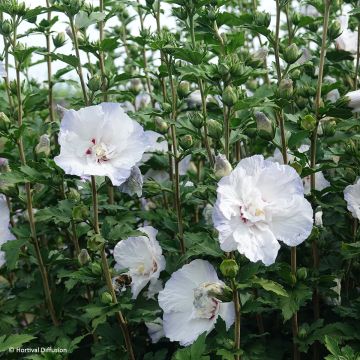 Hibiscus syriacus Totus Albus - Althéa blanc pur.