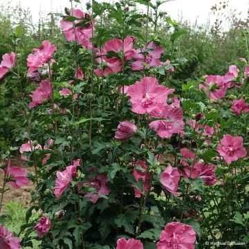 Hibiscus syriacus Pompei - Althéa double