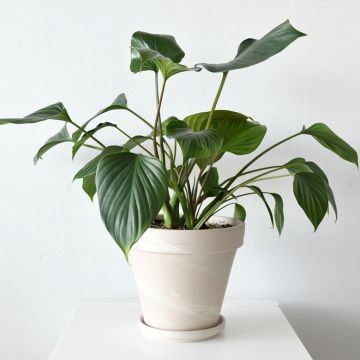 Homalomena Emerald Gem