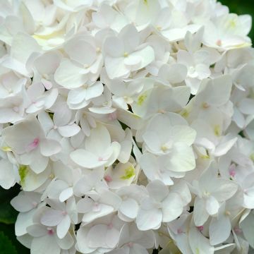 Hortensia - Hydrangea macrophylla Endless Summer The Bride