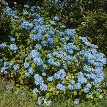 Hortensia - Hydrangea macrophylla Generale Vicomtesse de Vibraye