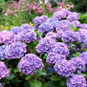 Hortensia - Hydrangea macrophylla Hambourg Bleu