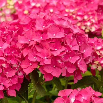 Hortensia - Hydrangea macrophylla Leuchtfeuer