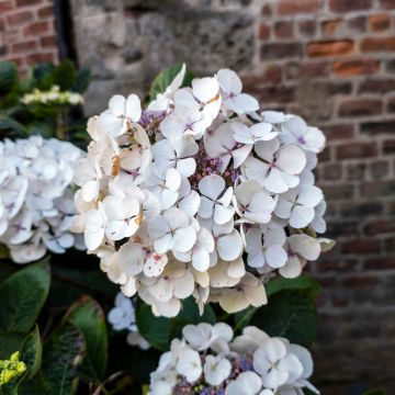 Hortensia - Hydrangea macrophylla Libelle, Teller white